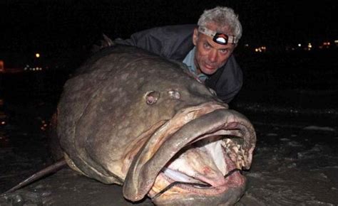 世界上最大的淡水魚 重達1521斤，看看國內有幾條 - 每日頭條