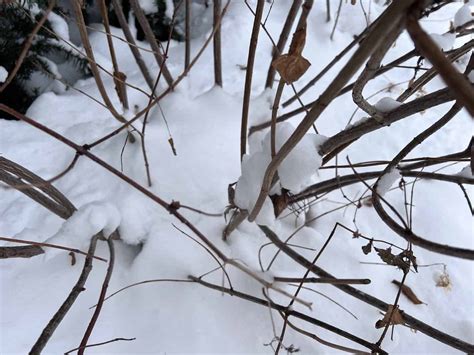 Strawberry Vanilla hydrangea pruning 🍓 🌿 Step-by-step guide to a ...