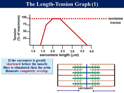 Image result for Muscle Tension Duration Graph