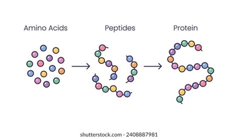 Image result for What Is Polypeptide