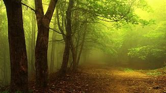 Image result for Foggy Autumn Day