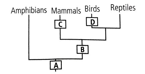 Animal classification is depicted below. Mark the correct option.