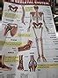 Buy Charts: The Skeletal System Charts (Educational Charts for kids ...