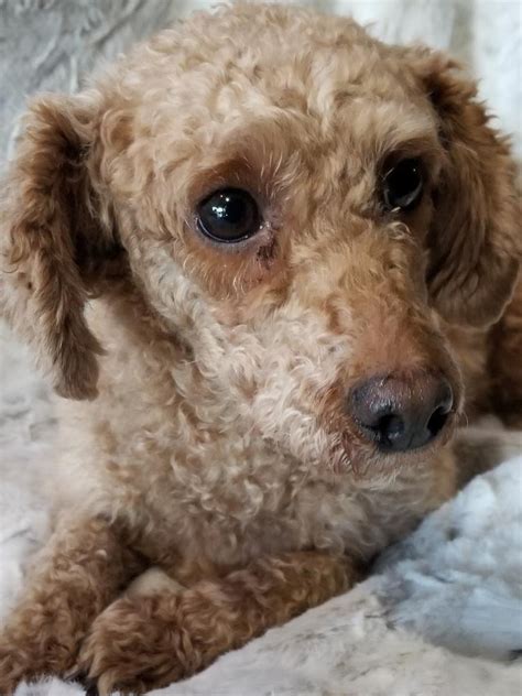 Mini Dogs to Adopt 的图像结果