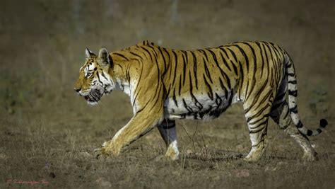 Monitoring in Tiger Reserves – Wildlife and We Protection Foundation