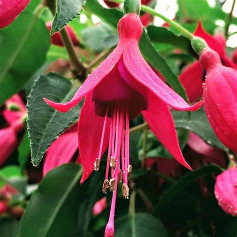 Fuchsia Plant Care: How To Grow The Fuchsia Flower