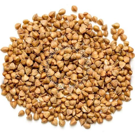 Buckwheat Seeds Manufacturer, Supplier from Nagpur