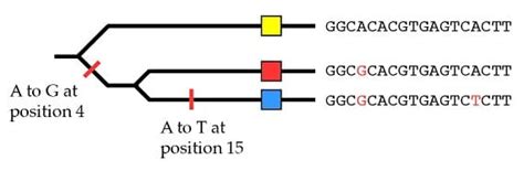 Image result for Two Types of Incomplete Lineage Sorting