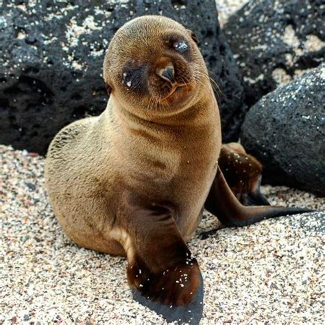 Galapagos Best - Guayaquil Day Trips - 2021 What to Know Before You Go ...