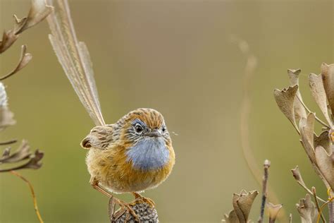 Southern Emu-wren in Australia 24739100 Stock Photo at Vecteezy