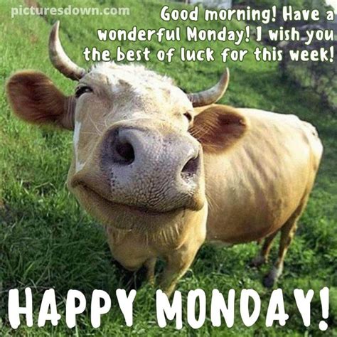 Happy monday funny image cow free - picturesdown.com