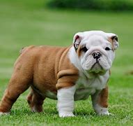 Image result for Cutest Dog in World