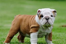 Image result for Cutest Type of Dog Breeds