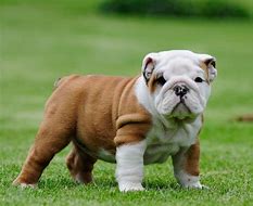 Image result for Cutest Dog Breed Puppies