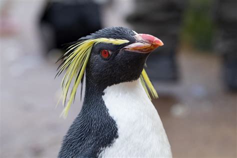 Northern rockhopper penguin