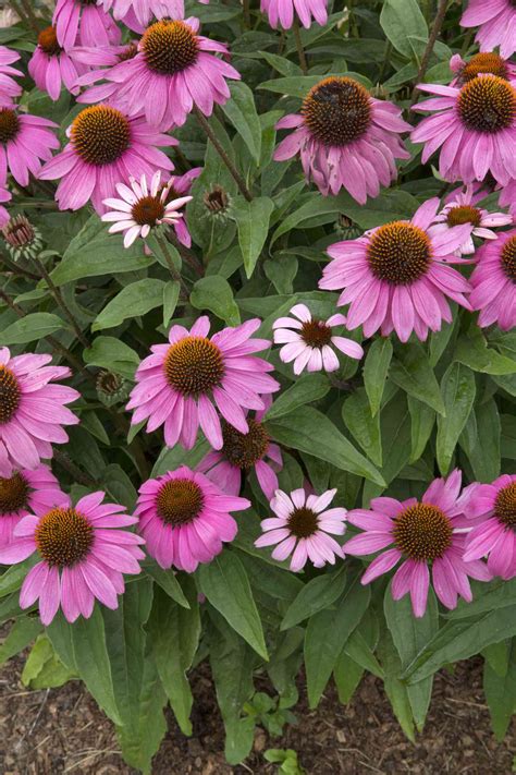 24 Great Varieties of Echinacea (Coneflower)