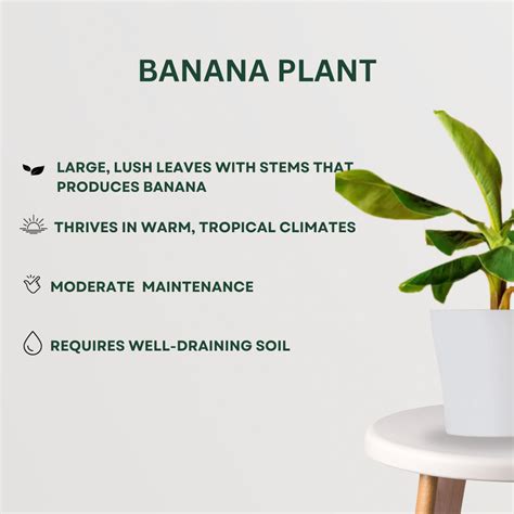 Pooja Plant Combo – Gardengram