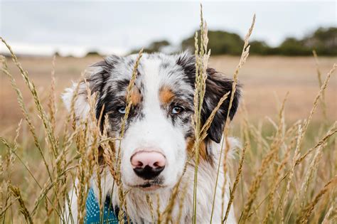 Mini Aussie outdoor run in Austin