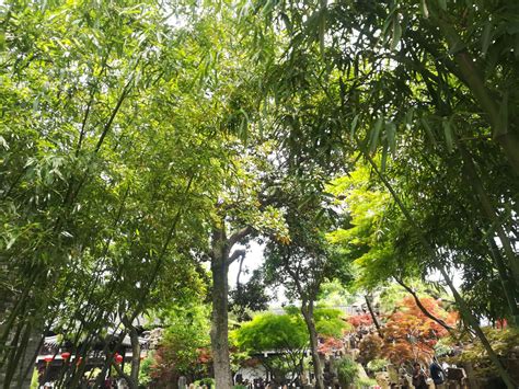 杭州植物园——盆栽植物展示中心 - 风景名胜区 - 首家园林设计上市公司