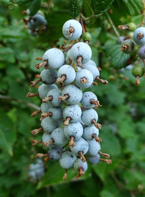 Red Flowering Currant Fruit at Waldo Alline blog