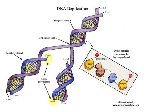 Image result for DNA Replication Sequence