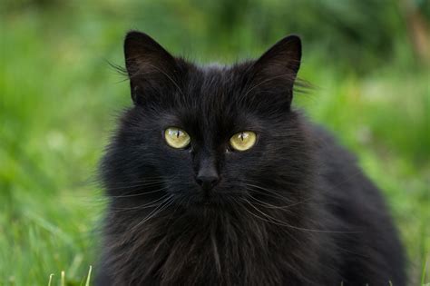 Long Haired Black Cat at Waldo Ross blog