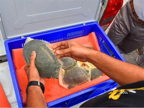 Maharashtra airlifts 63 rare species of turtles from Pune to Assam ...