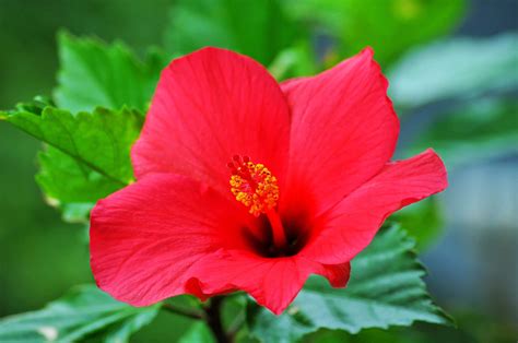 [100+] Hibiscus Flower Wallpapers | Wallpapers.com