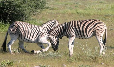 Namibia Pictures - Traveller Photos of Namibia, Africa - Tripadvisor