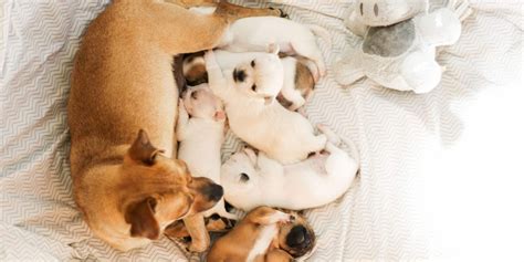 Image result for First Breeding Dogs