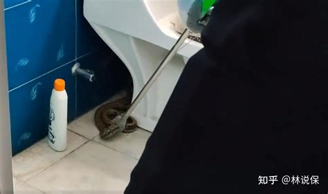 男子上厕所时发现马桶后藏一条大蛇 - 知乎