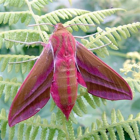 Moth is REALLY needy for you Background Vector Art Recipe Recipe Product Recipe Recipe Recipe