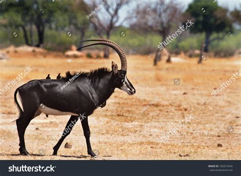 The Zambian Sable Antelope: An Ultimate Guide to Safari Sightings and ...