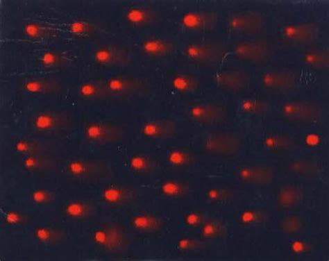 Microscope Cell 的图像结果