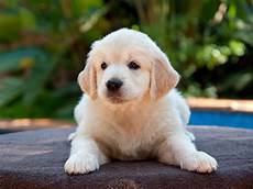 Best Puppy Backgrounds by Puppy Wallpaper Desktop 53 Images Best Puppy Backgrounds