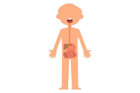 Image result for Child Digestive System