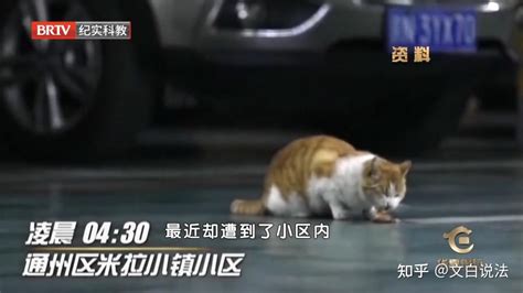爱猫人士在小区喂流浪猫被物业禁止，网友：给猫一条活路吧|小区|流浪猫|爱猫_新浪新闻