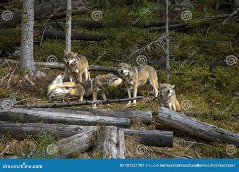 Life in the Pack of Wolves. Stock Image - Image of beast, animals ...