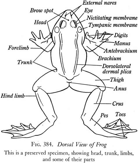 frog diagram internal