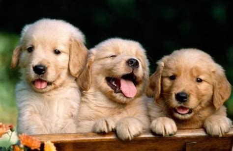 三条狗的图片 - 趣表情,一个充满欢乐的表情包乐园