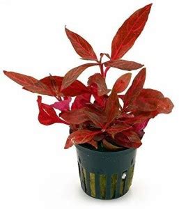 PREMIER PLANTS Telanthera Alternanthera Aquarium Plant Anchor Price in ...
