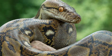 Image result for Python Snakes Eating Cats