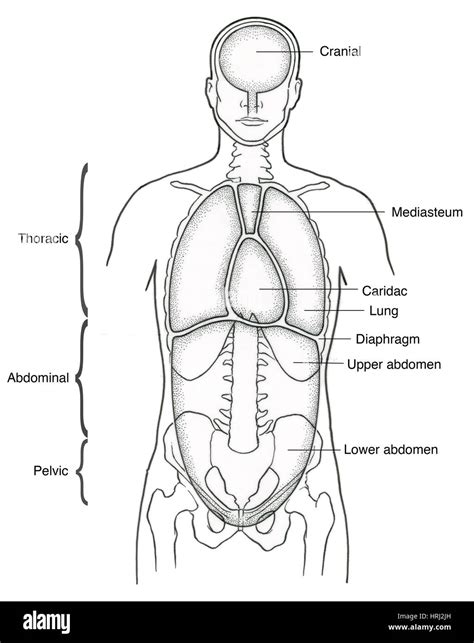 Body Cavities Labeled