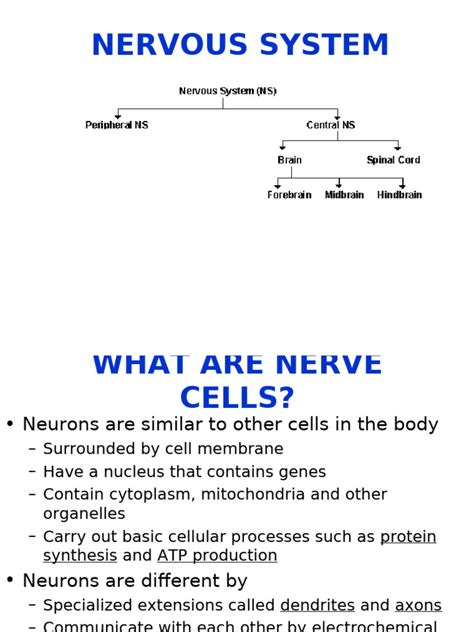 Image result for Nervous System Introduction