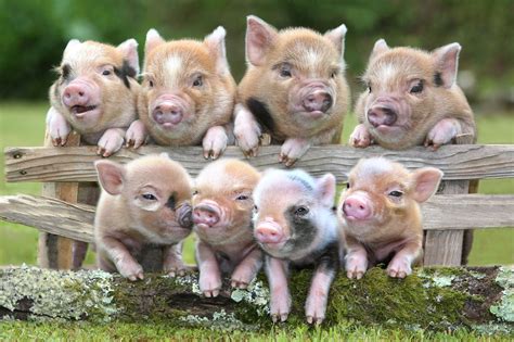 Full Grown Pennywell Miniature Pigs