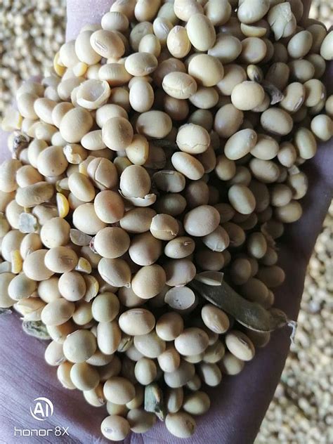 大颗粒黄豆山东产 出口级别高蛋白大豆，手工挑选品质大黄豆-阿里巴巴
