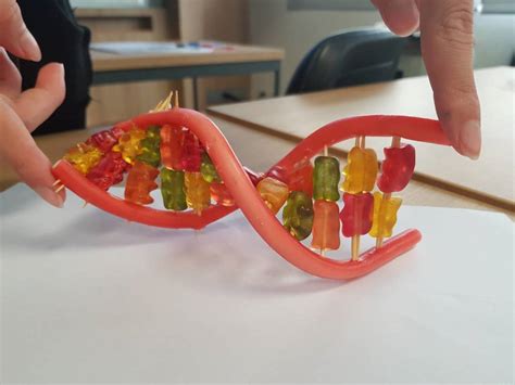 DNA 3D model - PHURICH R.