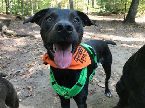 Team – DINGO – Hundebetreuung & Dog Walking Berlin Zehlendorf Wannsee