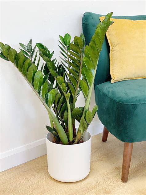 Zamioculcas Zamiifolia | ZZ Plant | Indoor Plants and Accessories ...
