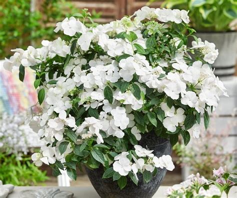 Image result for Runaway Bride Hortensie